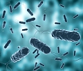 Ozone kills Vibrio Cholera Bacterium